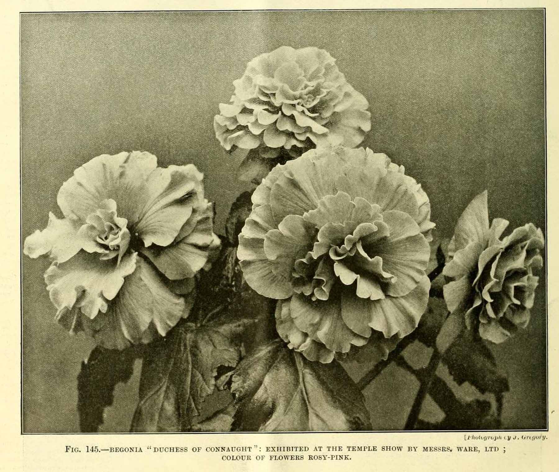 B. ‘Duchess of Connaught’
